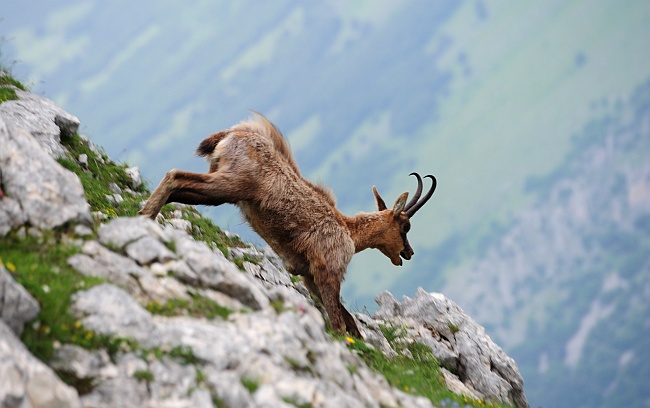 Camoscio d''Abruzzo Rupicapra pyrenaica ornata
