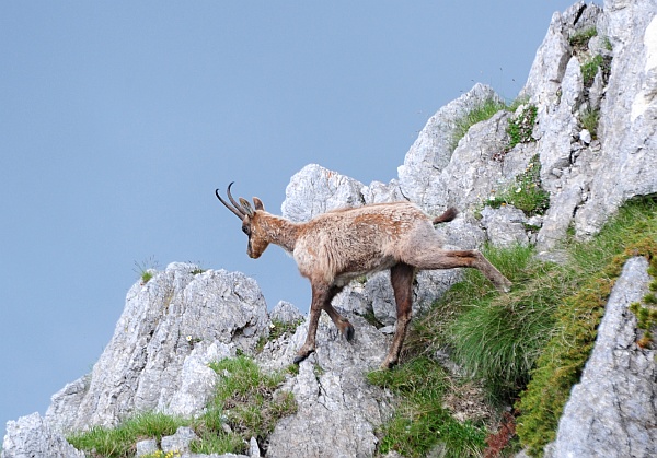 Camoscio d''Abruzzo Rupicapra pyrenaica ornata