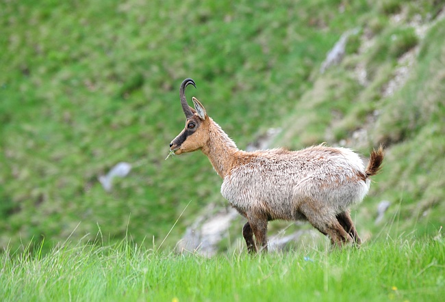 Camoscio d''Abruzzo Rupicapra pyrenaica ornata