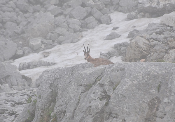 Camoscio d''Abruzzo Rupicapra pyrenaica ornata
