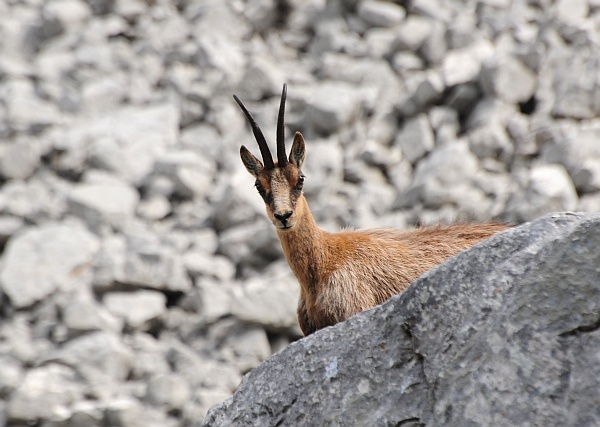 Camoscio d''Abruzzo Rupicapra pyrenaica ornata