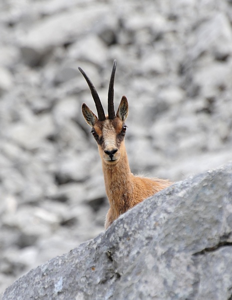 Camoscio d''Abruzzo Rupicapra pyrenaica ornata