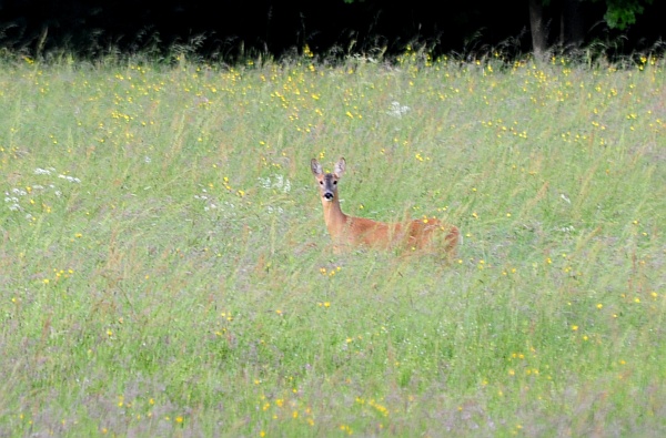 Caprioli nel Parco Nazionale d''Abruzzo