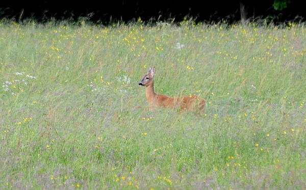 Caprioli nel Parco Nazionale d''Abruzzo