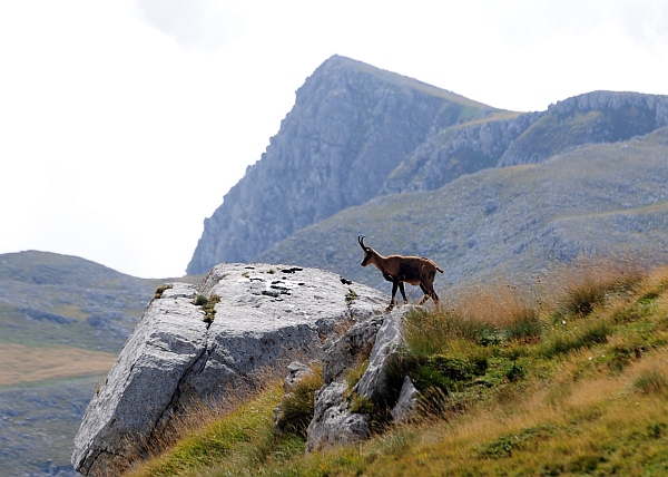 Camoscio d''Abruzzo Rupicapra pyrenaica ornata