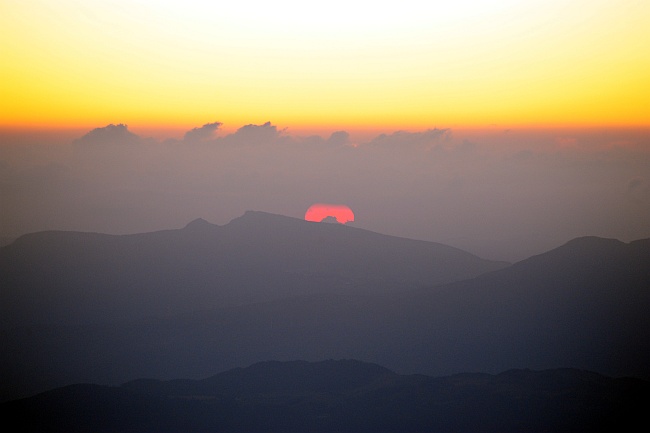 Camoscio d''Abruzzo Rupicapra pyrenaica ornata
