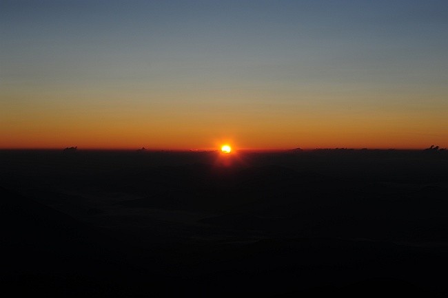 Camoscio d''Abruzzo Rupicapra pyrenaica ornata