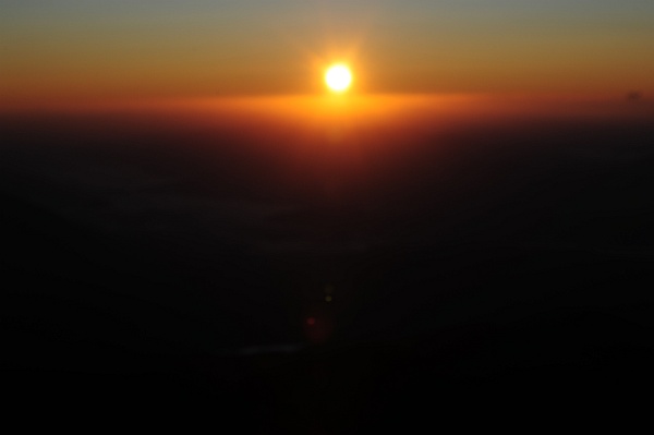 Camoscio d''Abruzzo Rupicapra pyrenaica ornata