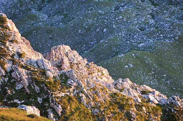 Camoscio d''Abruzzo Rupicapra pyrenaica ornata