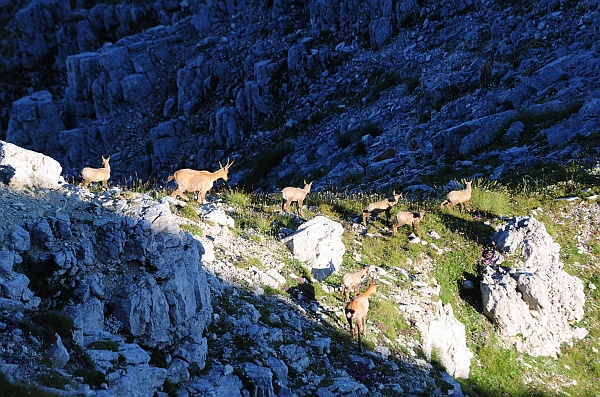 Camoscio d''Abruzzo Rupicapra pyrenaica ornata