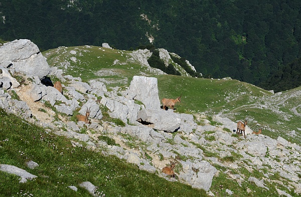 Camoscio d''Abruzzo Rupicapra pyrenaica ornata