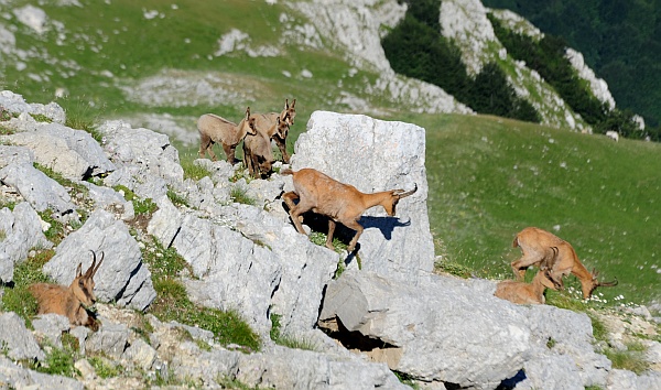 Camoscio d''Abruzzo Rupicapra pyrenaica ornata