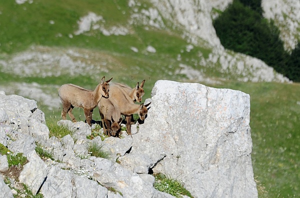 Camoscio d''Abruzzo Rupicapra pyrenaica ornata