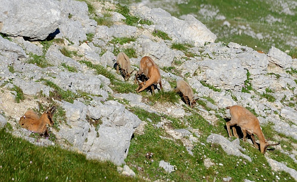 Camoscio d''Abruzzo Rupicapra pyrenaica ornata