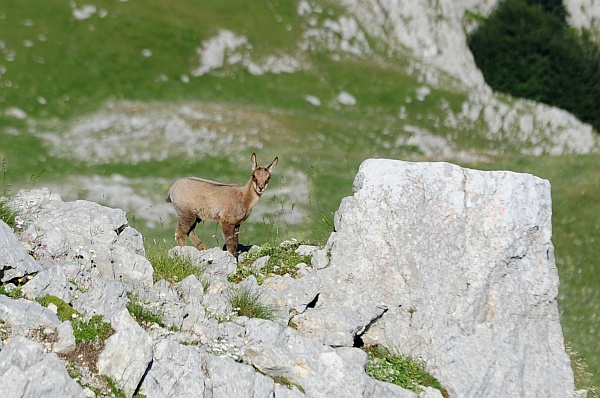 Camoscio d''Abruzzo Rupicapra pyrenaica ornata