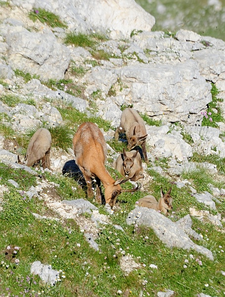 Camoscio d''Abruzzo Rupicapra pyrenaica ornata