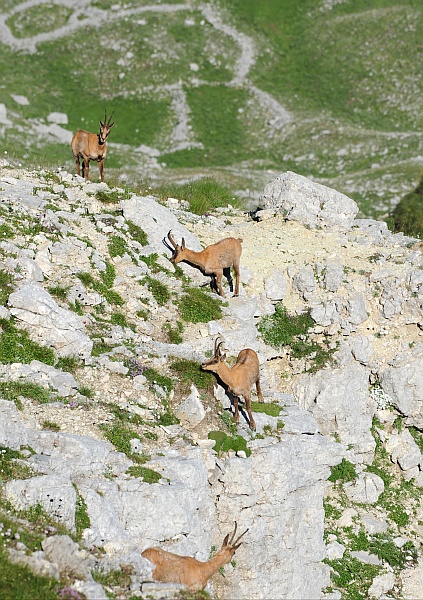 Camoscio d''Abruzzo Rupicapra pyrenaica ornata