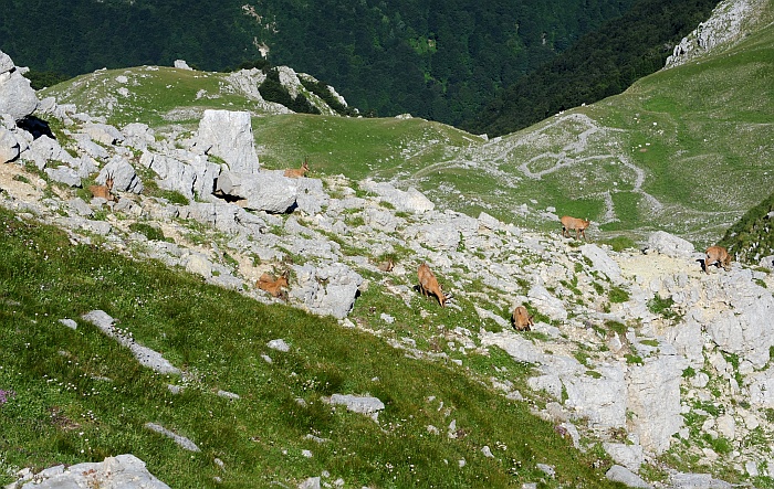Camoscio d''Abruzzo Rupicapra pyrenaica ornata