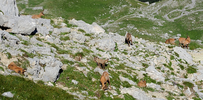 Camoscio d''Abruzzo Rupicapra pyrenaica ornata