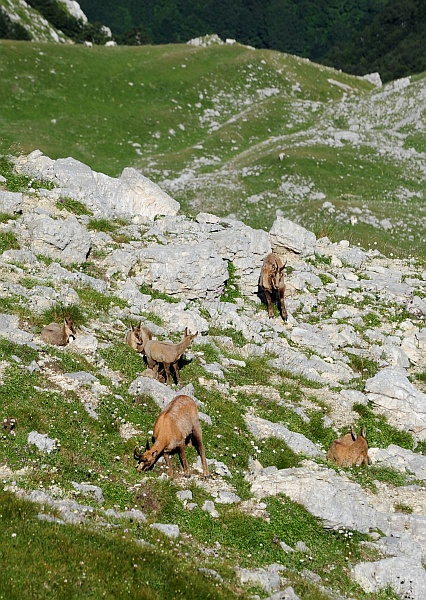Camoscio d''Abruzzo Rupicapra pyrenaica ornata