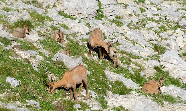 Camoscio d''Abruzzo Rupicapra pyrenaica ornata