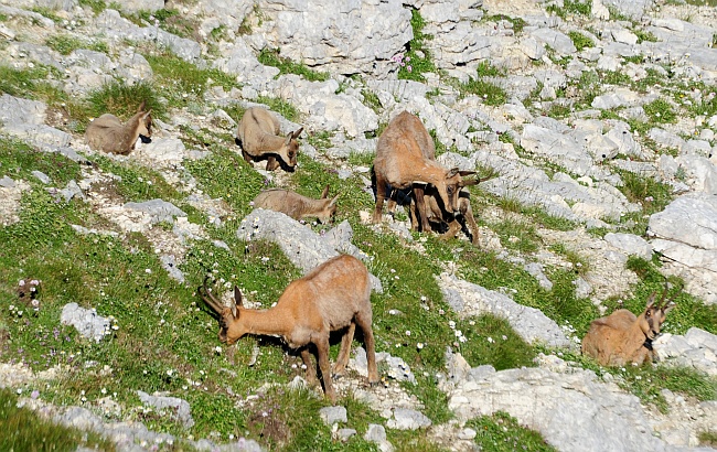 Camoscio d''Abruzzo Rupicapra pyrenaica ornata