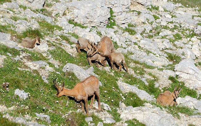 Camoscio d''Abruzzo Rupicapra pyrenaica ornata