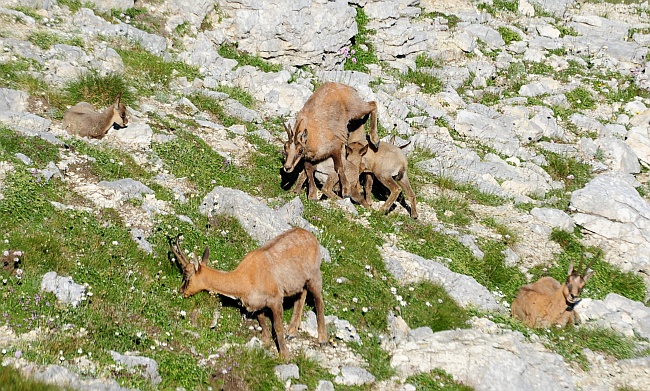 Camoscio d''Abruzzo Rupicapra pyrenaica ornata
