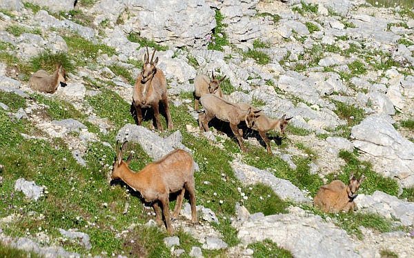 Camoscio d''Abruzzo Rupicapra pyrenaica ornata