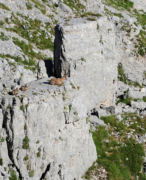 Camoscio d''Abruzzo Rupicapra pyrenaica ornata