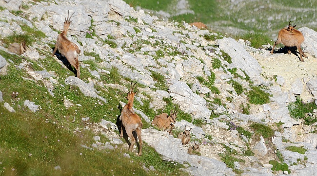 Camoscio d''Abruzzo Rupicapra pyrenaica ornata