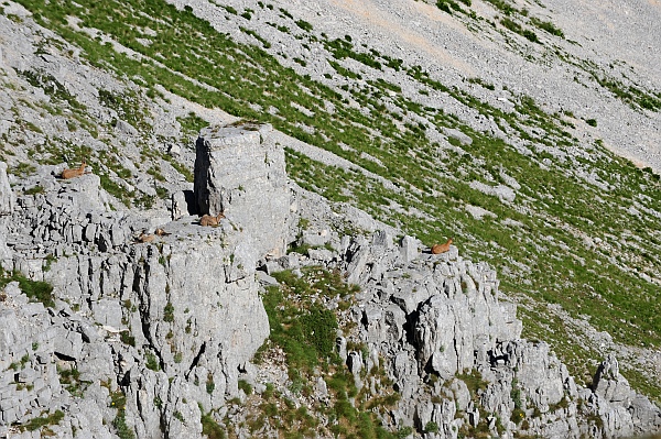 Camoscio d''Abruzzo Rupicapra pyrenaica ornata