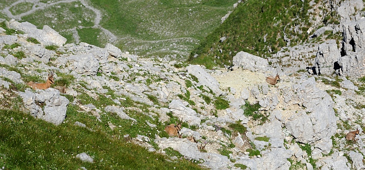 Camoscio d''Abruzzo Rupicapra pyrenaica ornata