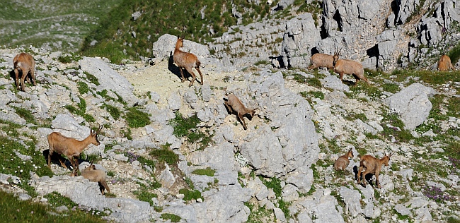 Camoscio d''Abruzzo Rupicapra pyrenaica ornata