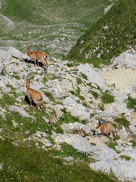 Camoscio d''Abruzzo Rupicapra pyrenaica ornata