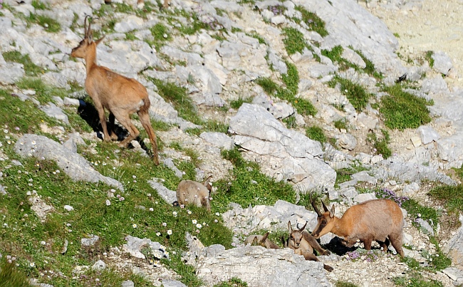 Camoscio d''Abruzzo Rupicapra pyrenaica ornata