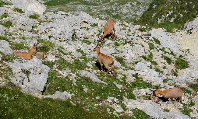 Camoscio d''Abruzzo Rupicapra pyrenaica ornata