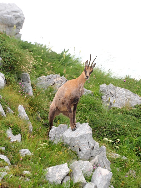 Camoscio d''Abruzzo Rupicapra pyrenaica ornata