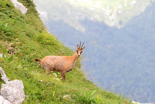 Camoscio d''Abruzzo Rupicapra pyrenaica ornata