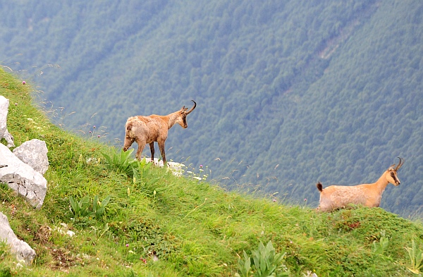 Camoscio d''Abruzzo Rupicapra pyrenaica ornata