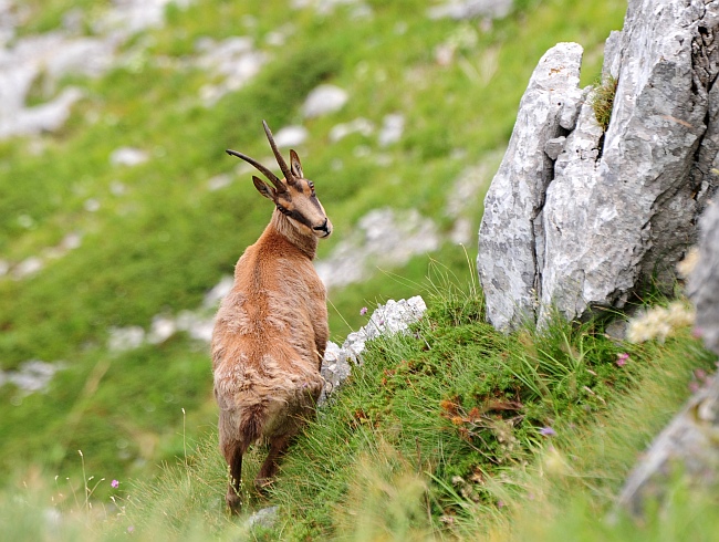 Camoscio d''Abruzzo Rupicapra pyrenaica ornata