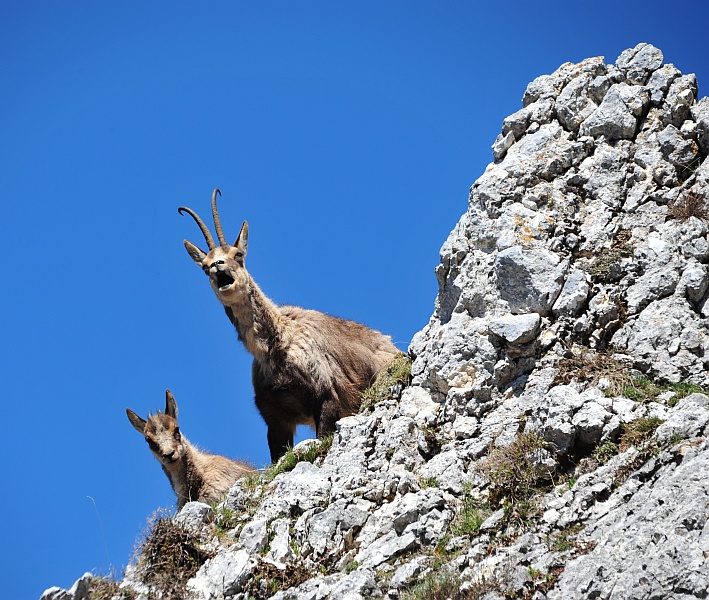 Camoscio d''Abruzzo Rupicapra pyrenaica ornata
