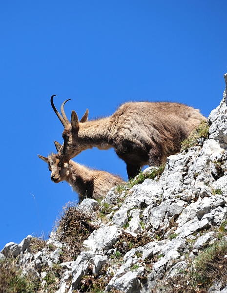 Camoscio d''Abruzzo Rupicapra pyrenaica ornata