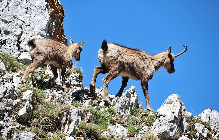 Camoscio d''Abruzzo Rupicapra pyrenaica ornata
