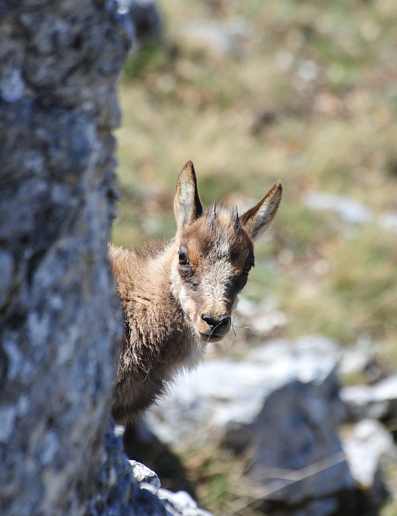 Camoscio d''Abruzzo Rupicapra pyrenaica ornata