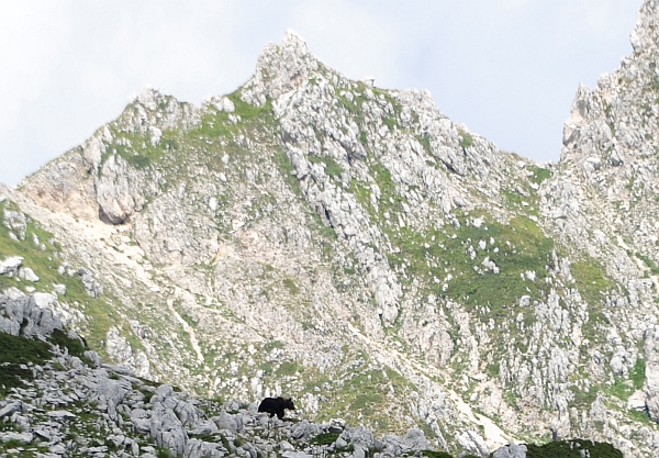 Finalmente l''orso!