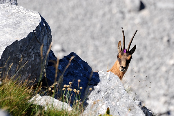 Camoscio d''Abruzzo Rupicapra pyrenaica ornata