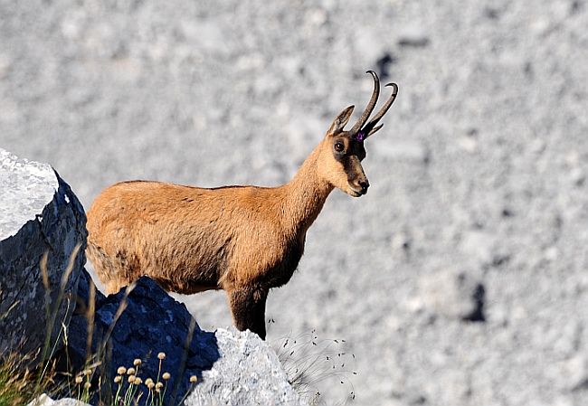 Camoscio d''Abruzzo Rupicapra pyrenaica ornata