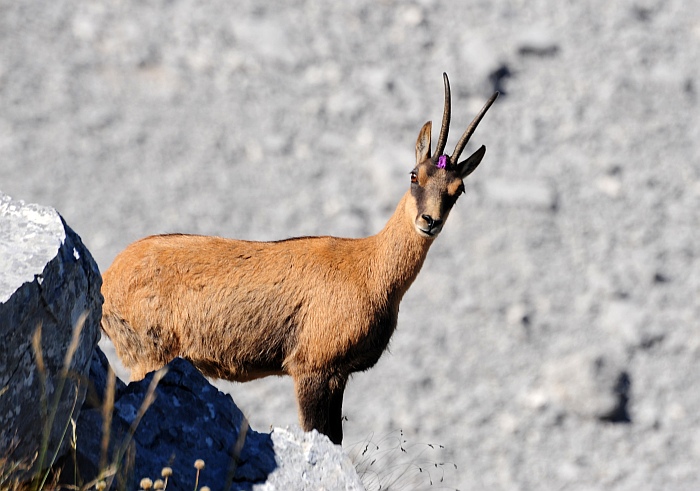 Camoscio d''Abruzzo Rupicapra pyrenaica ornata