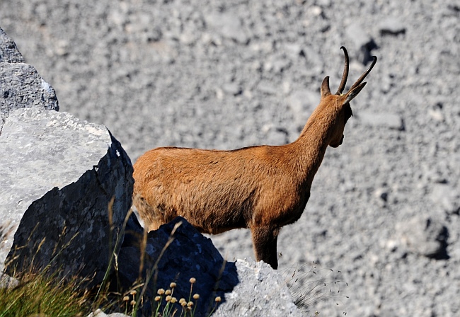 Camoscio d''Abruzzo Rupicapra pyrenaica ornata